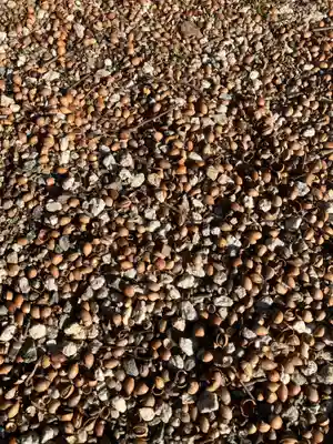 村國真墨田神社(岐阜県)