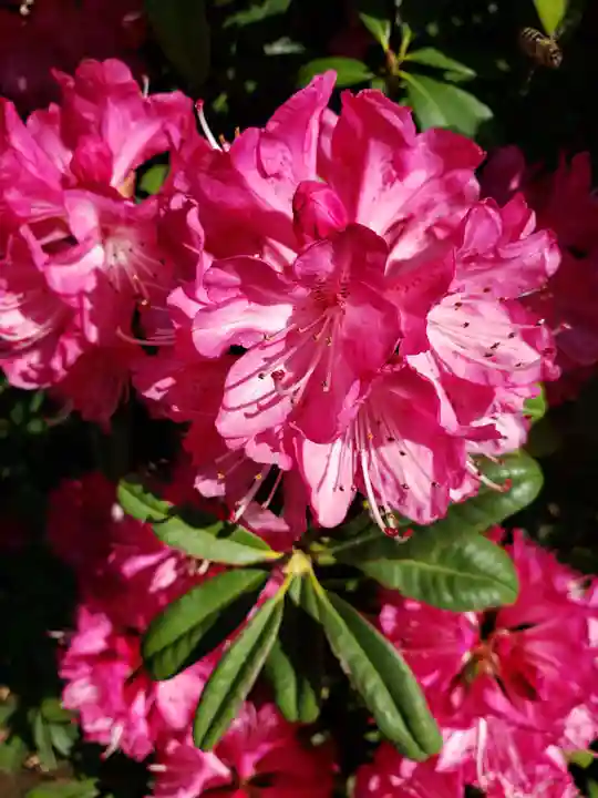 福蔵院(東京都)