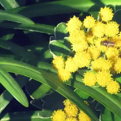 大巧寺(神奈川県)