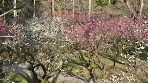 北野天満宮の庭園