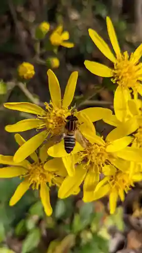 清洲山王宮　日吉神社の自然