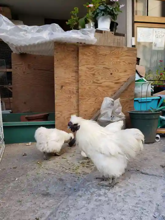 榮久山大法寺の動物