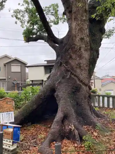 細江神社の自然