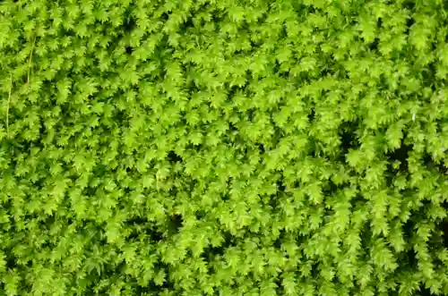 祇王寺(京都府)