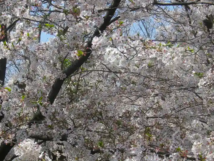 極楽寺(霊鷲山感應院極楽律寺)の自然
