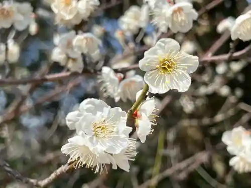 國分八幡宮(香川県)
