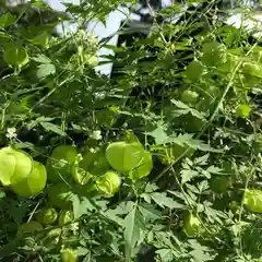 高司神社〜むすびの神の鎮まる社〜の自然