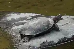 長谷寺の動物