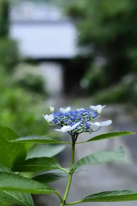 正法寺(埼玉県)
