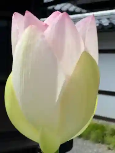 鹿苑寺（金閣寺）の自然