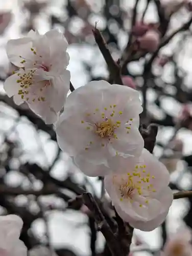 万福寺(東京都)