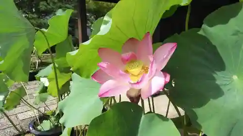 法金剛院の自然