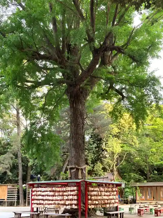 平塚八幡宮(神奈川県)
