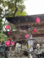 東京大神宮(東京都)