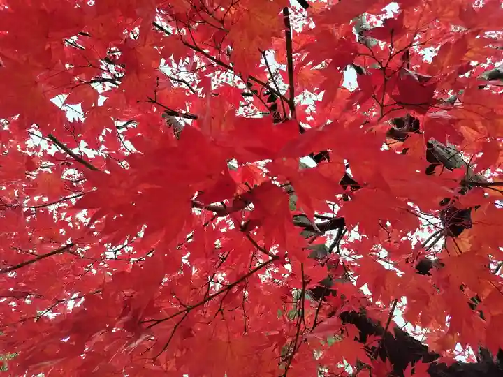 鷹栖神社の自然