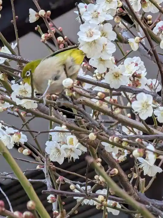 熊野神社(東京都)