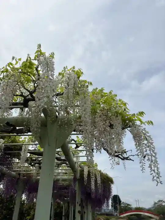 賀茂神社の{uncategorized: "未分類", other: "その他", undefined: "問題あり", building: "その他建物", grave: "お墓", sacred_gate: "鳥居", guardian: "狛犬", statue: "像", buddha: "仏像", history: "歴史", nature: "自然", garden: "庭園", animal: "動物", pagoda: "塔", temizu: "手水舎", mountain_gate: "山門・神門", sanctuary: "本殿・本堂", subordinate: "末社・摂社", art: "芸術", scenery: "景色", jizo: "地蔵", ema: "絵馬", goshuin: "御朱印", omikuji: "おみくじ", items: "授与品その他", amulet: "お守り", goshuincho: "御朱印帳", eats: "食事", festival: "お祭り", votive_dance: "神楽", shichigosan: "七五三参", wedding: "結婚式", experience: "体験その他", initially: "初詣", around: "周辺", anti_infection: "感染症対策"}