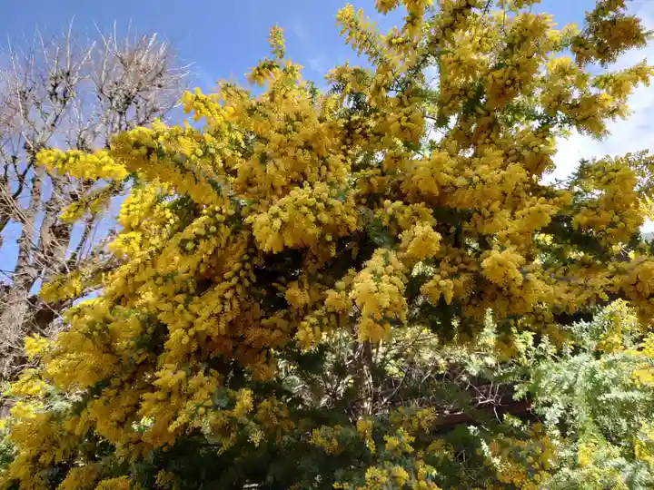 蔵前神社の自然