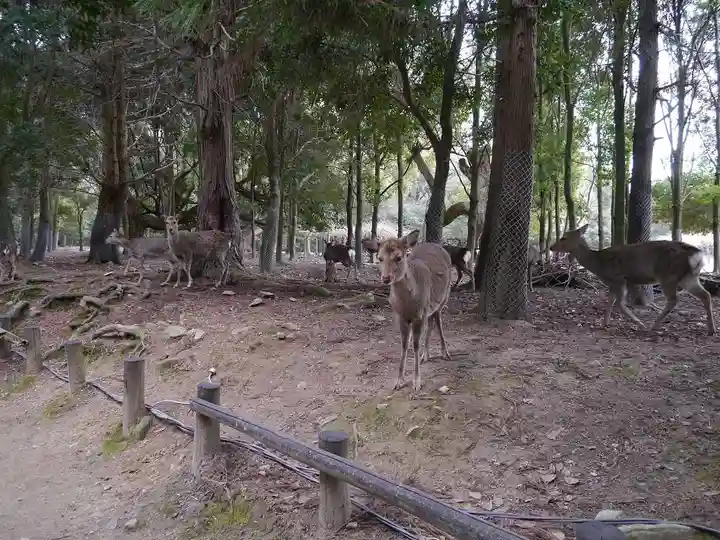 春日大社の動物