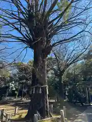 赤坂氷川神社(東京都)