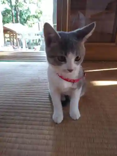 高司神社〜むすびの神の鎮まる社〜の動物