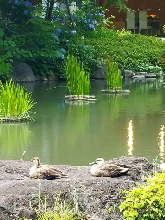 東郷神社(東京都)