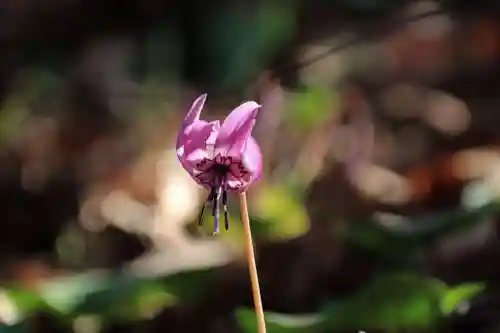 鹿島大神宮の自然