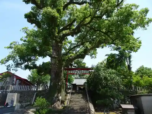 松橋神社の自然