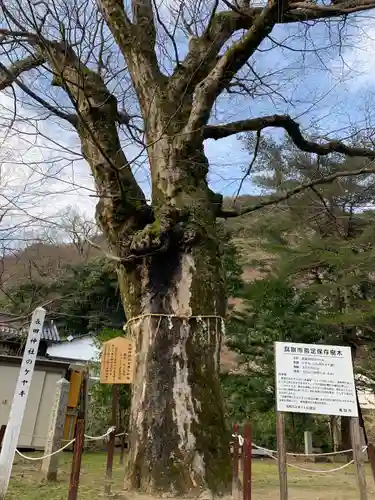 長田神社の自然