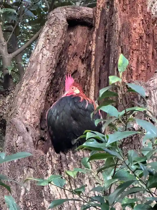 大甕神社(茨城県)