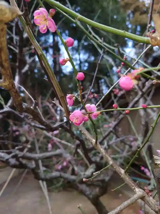 小林鳥見神社の自然