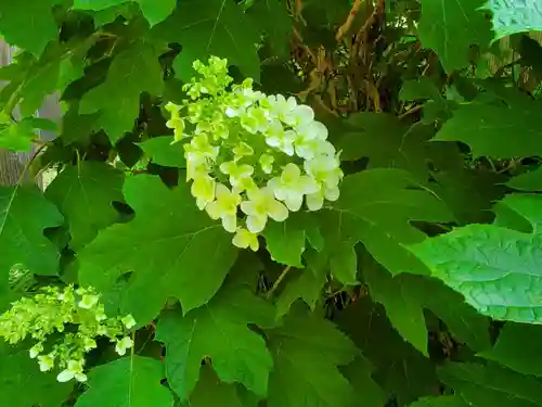沙沙貴神社の自然