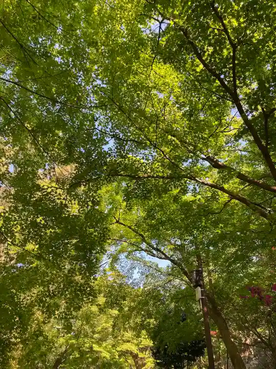 園城寺(三井寺)の自然