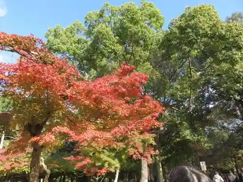 春日大社の自然