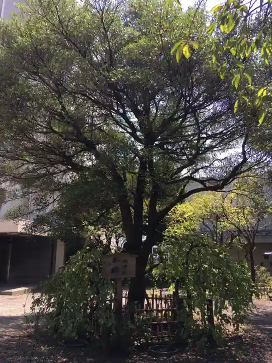 牛天神北野神社の自然