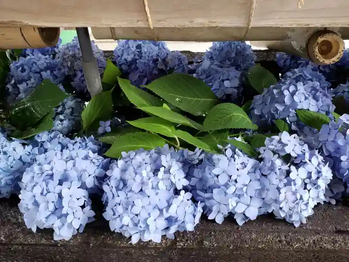 鳩森八幡神社の手水舎