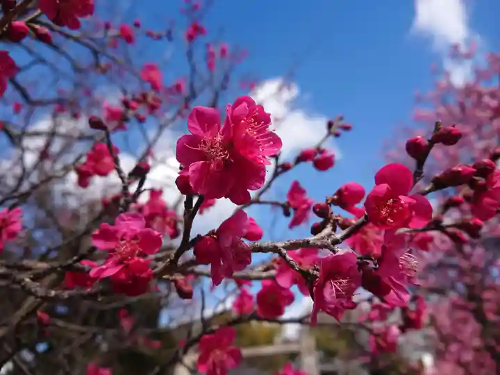 岡崎天満宮の自然