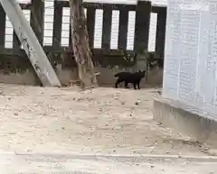 三津厳島神社の動物