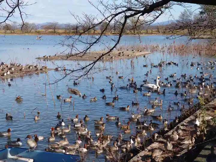 水原八幡宮の自然