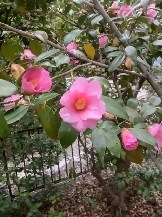 溝旗神社(肇國神社)の自然