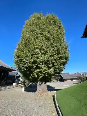 法蔵寺(滋賀県)
