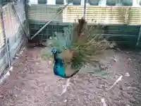 福井県護国神社(福井県)