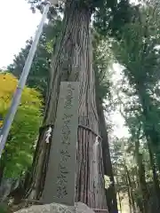 河口浅間神社の自然