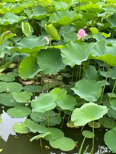 鶴岡八幡宮の庭園