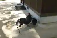 玉祖神社(山口県)