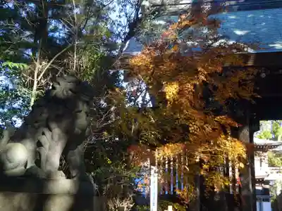 寒川神社の狛犬