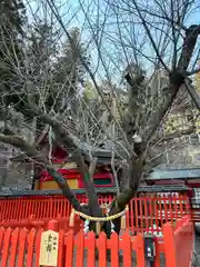 金櫻神社(山梨県)