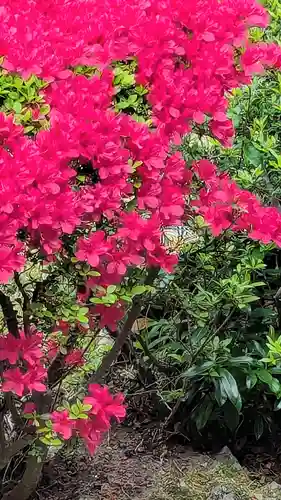 題経寺（柴又帝釈天）の自然