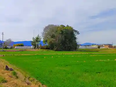 津島社(新右エ門新田)の自然