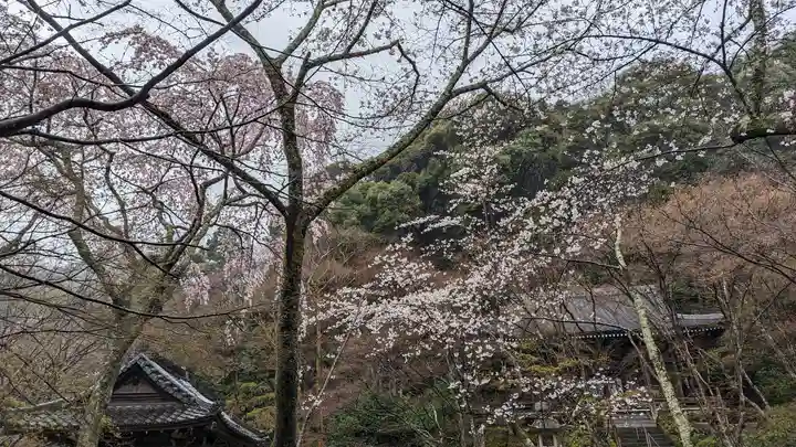 勝持寺(花の寺)(京都府)